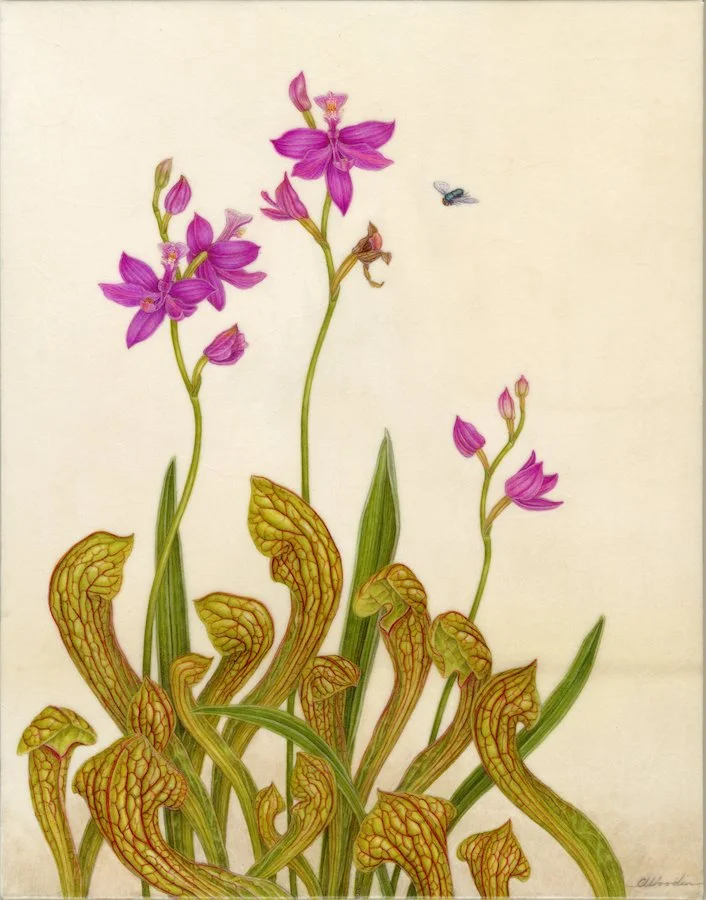 Woodin Sarracenia and Calapogon web.jpg
