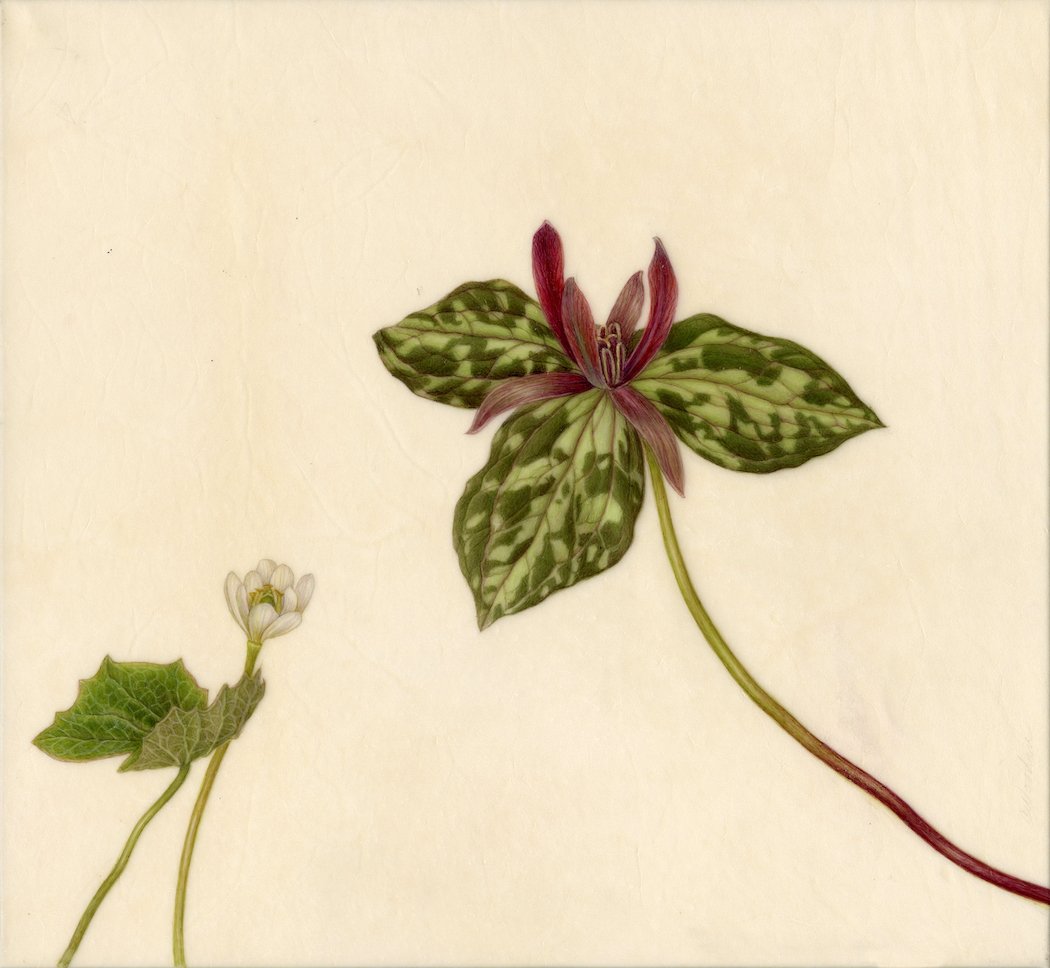Woodin Trillium and Jeffersonii web.jpg