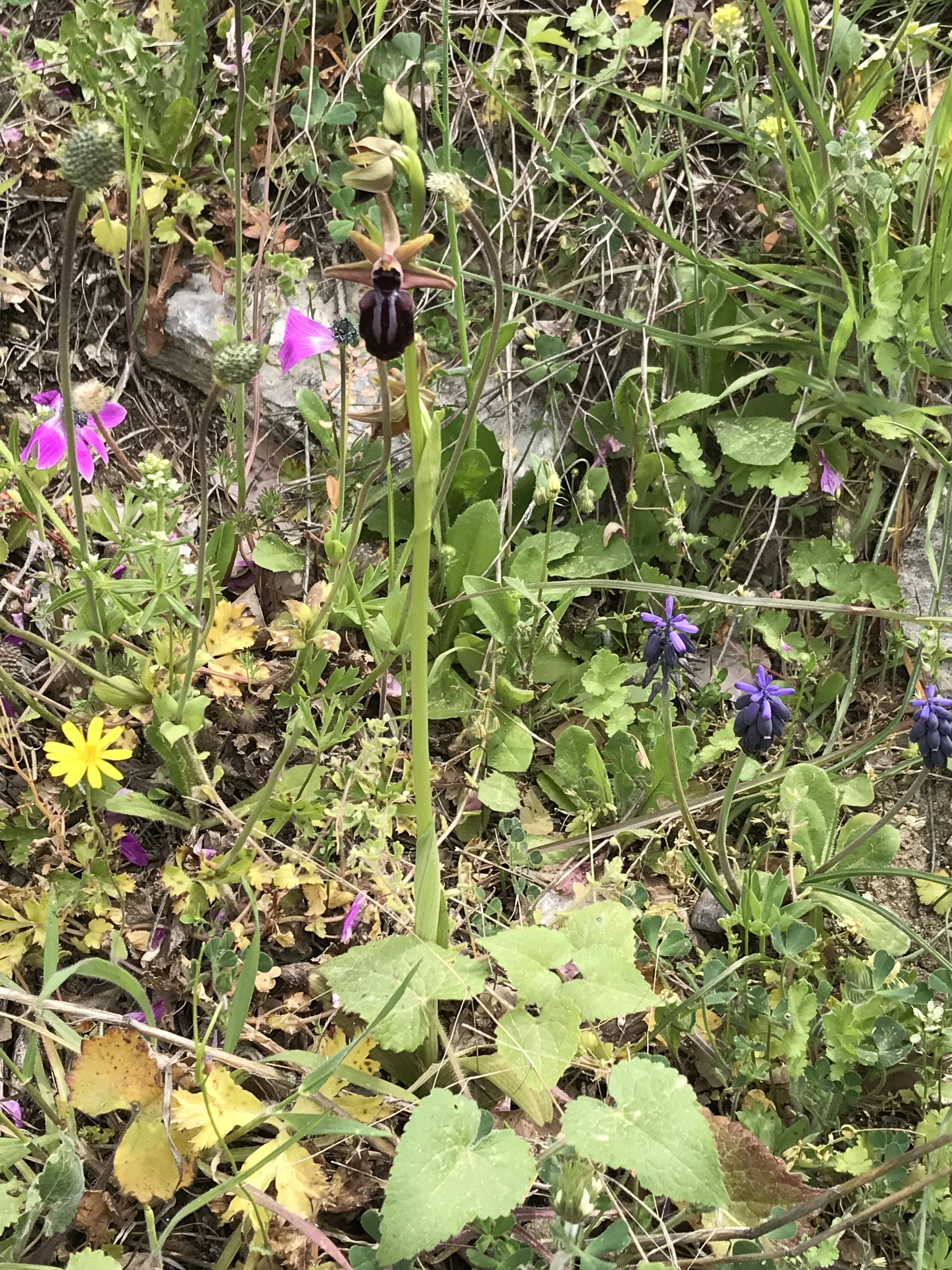 IMG_4940.jpeg