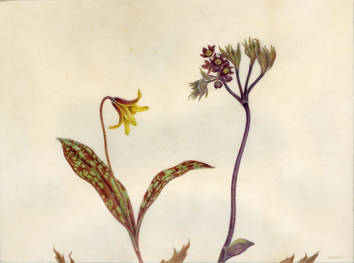 Pairs: Trout Lily and Blue Cohosh