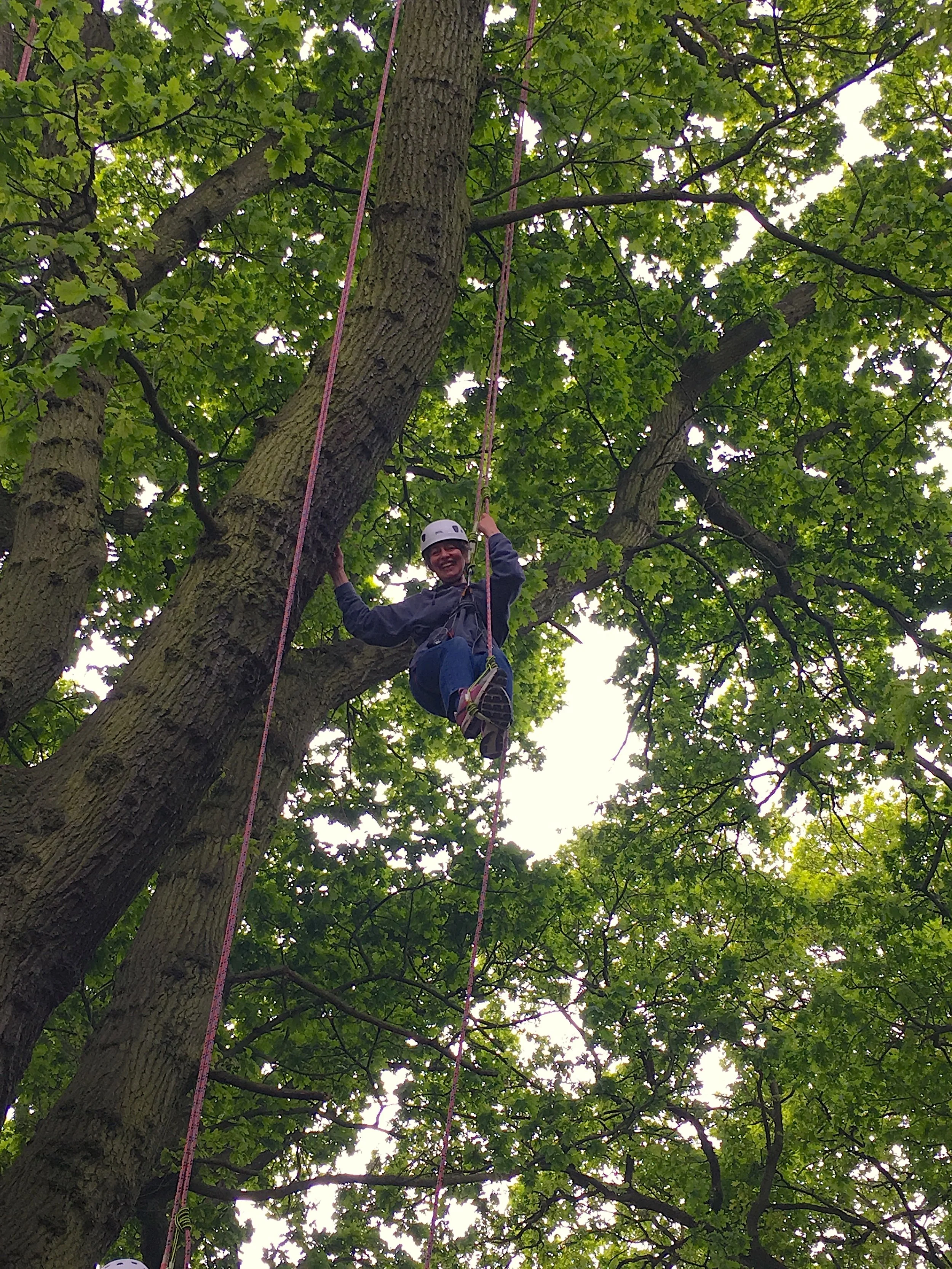 Tree climbing for grown ups