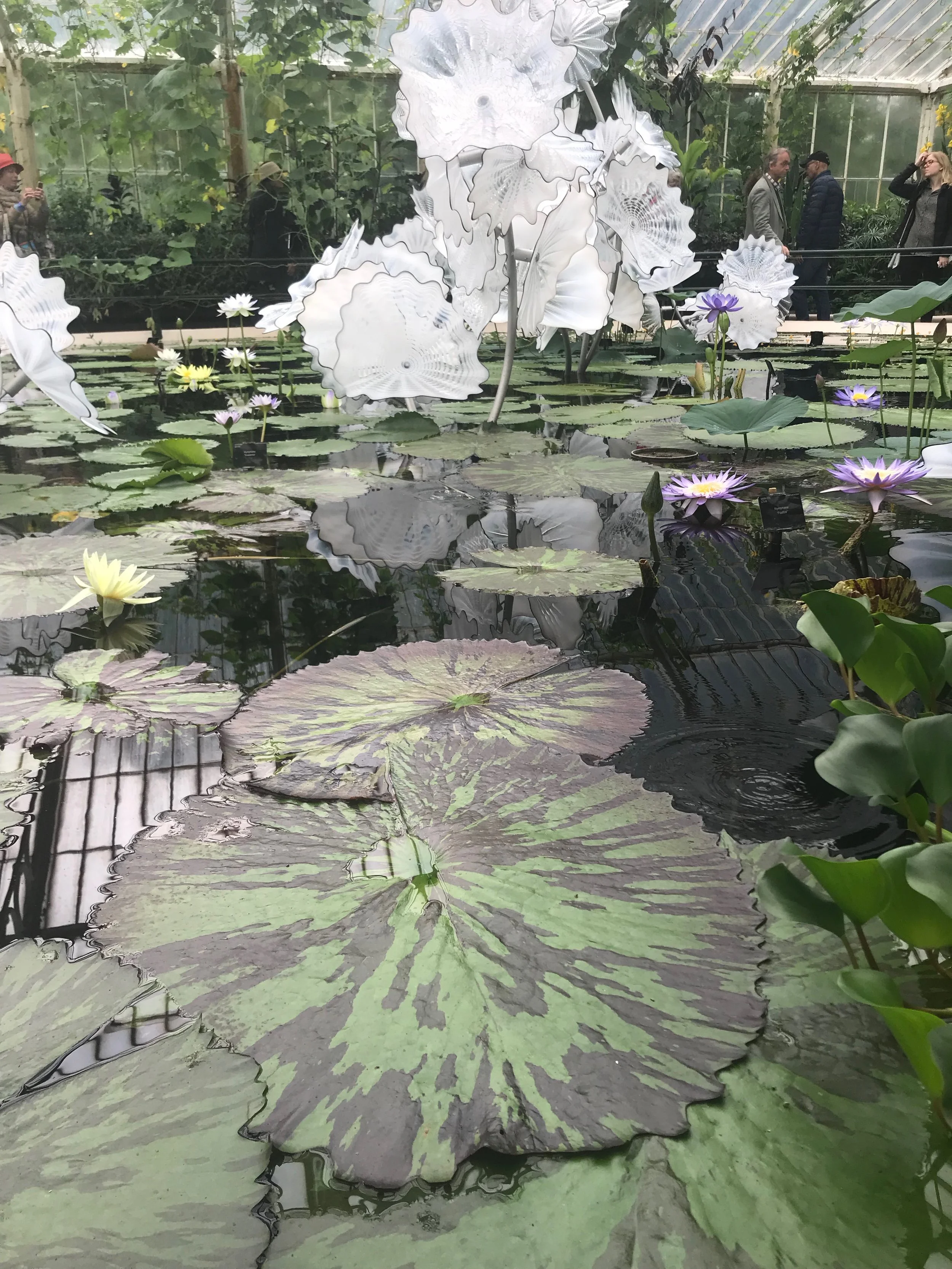 The glass and steel sculptures by Dale Chihuly appear to emerge from the pond in the Waterlily House