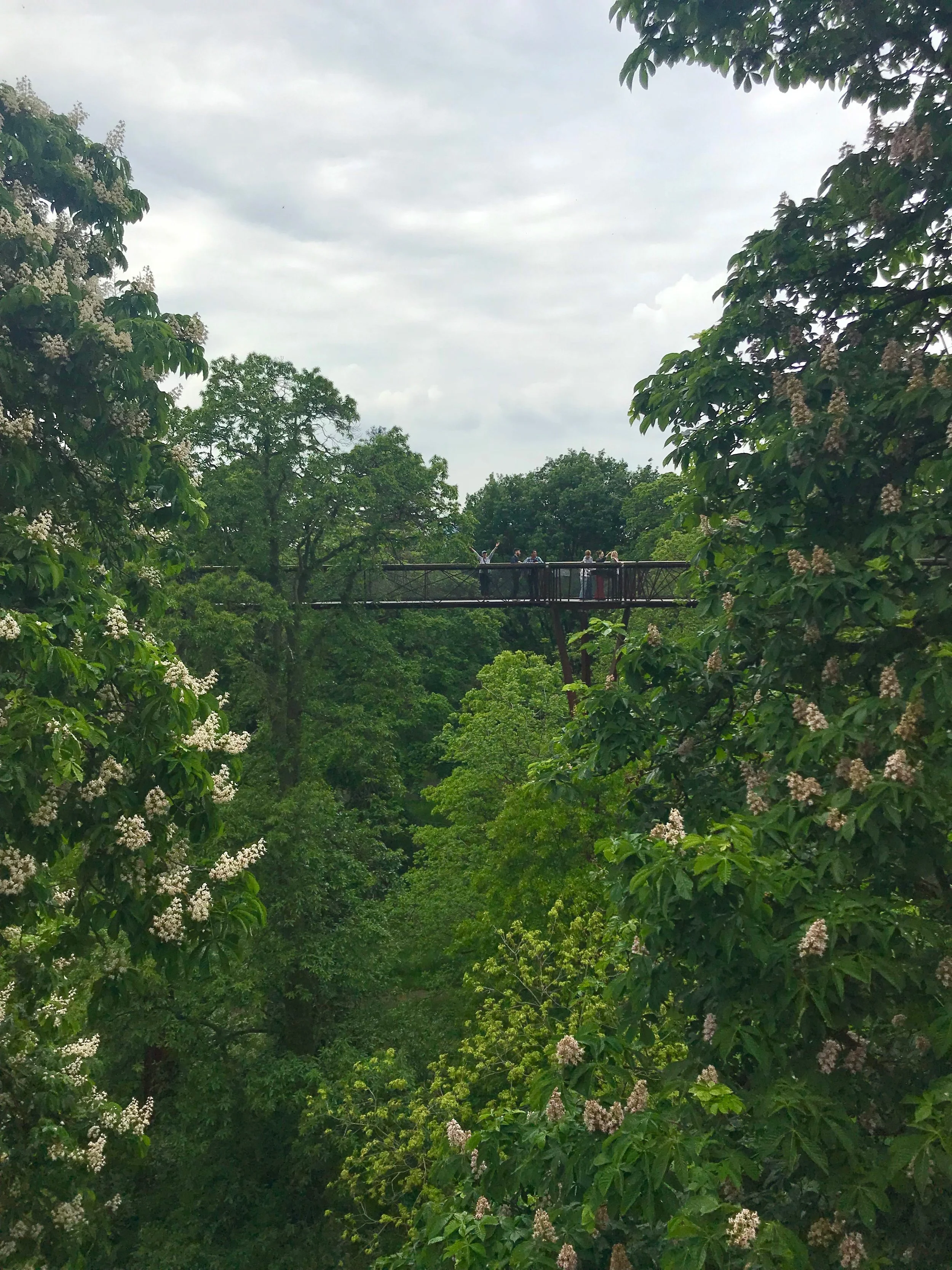 Can you spot me in the middle of the treetop walkway?