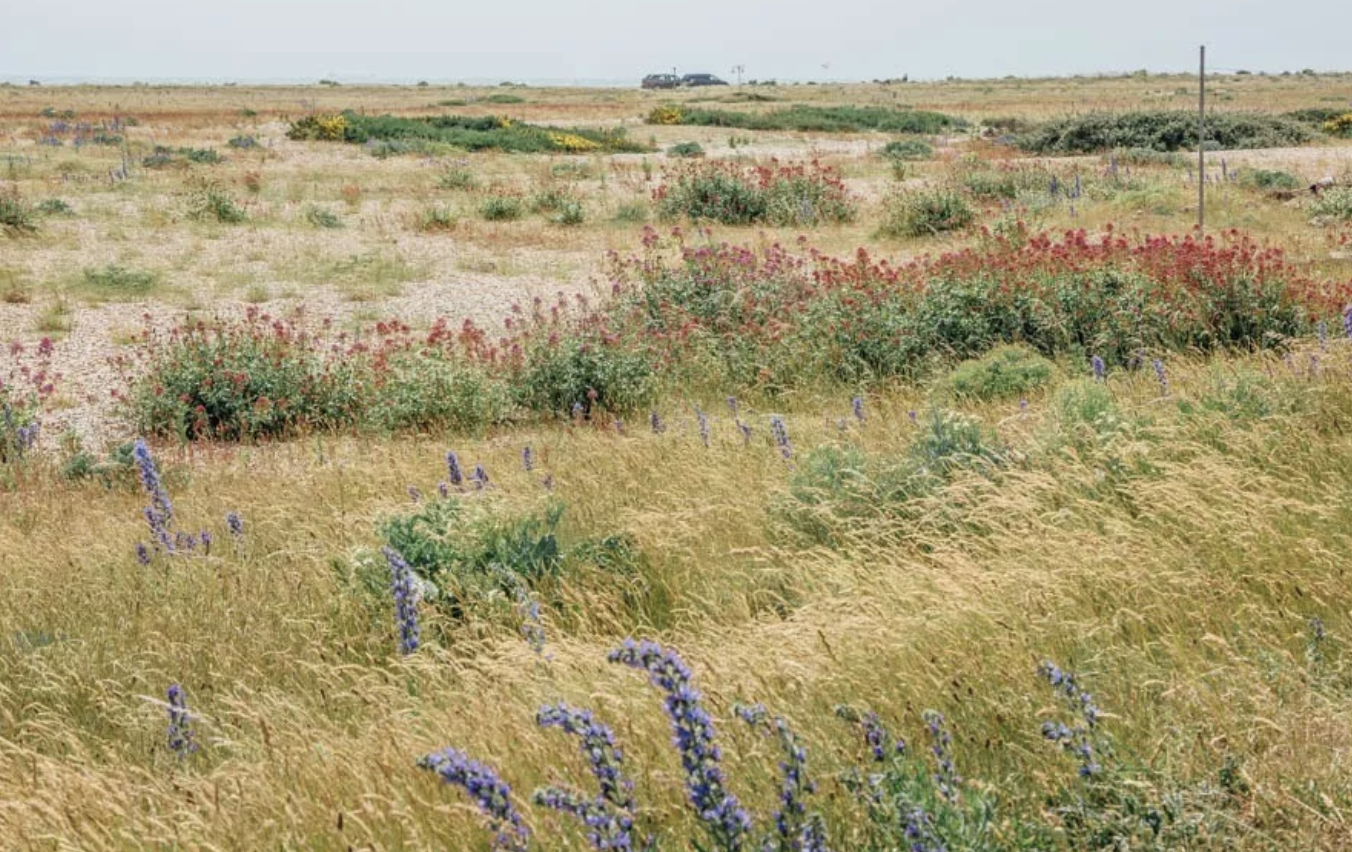 A third of all the plants in the UK can be found at Dungeness