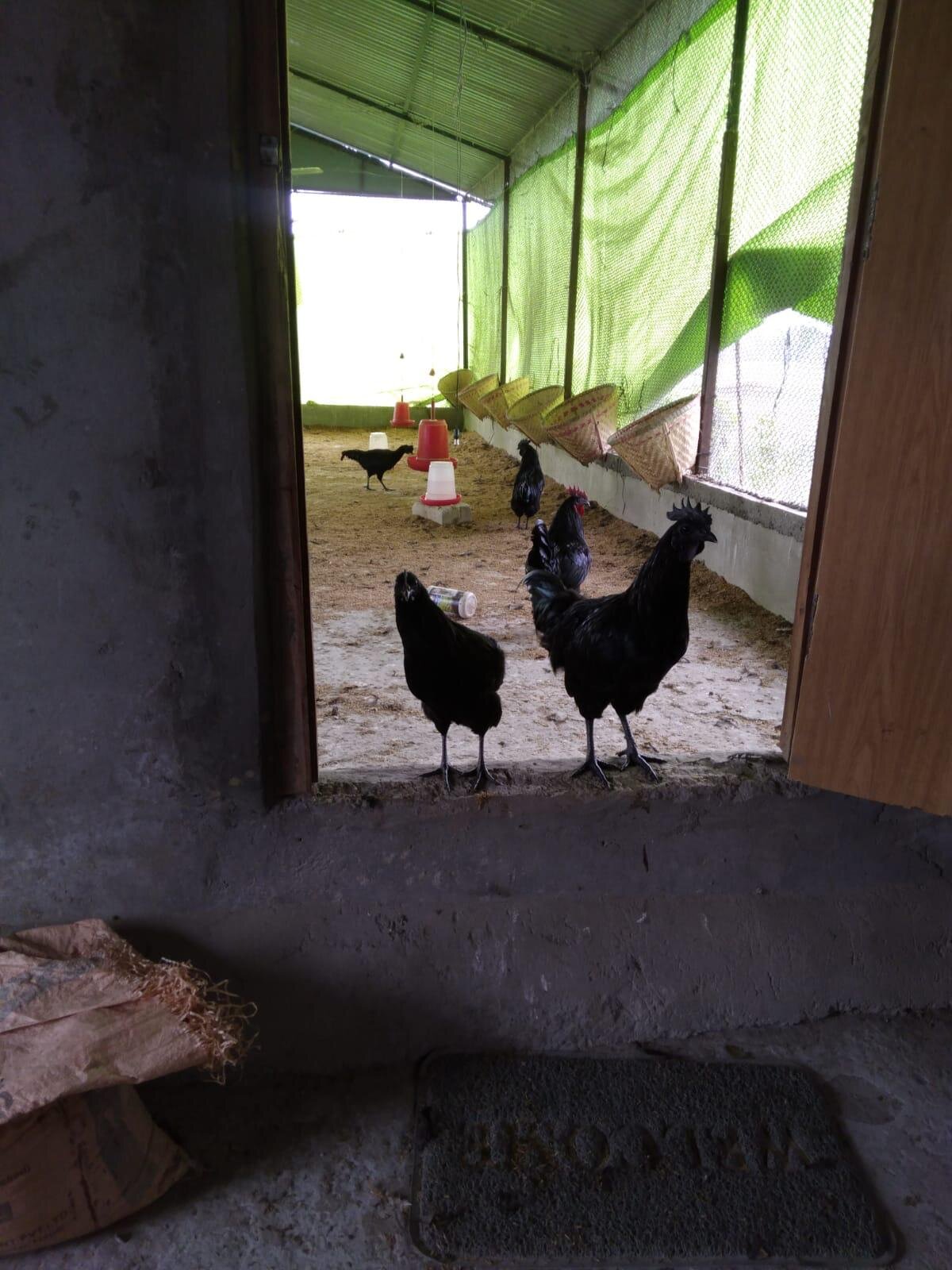 Chicken farm 1.jpeg