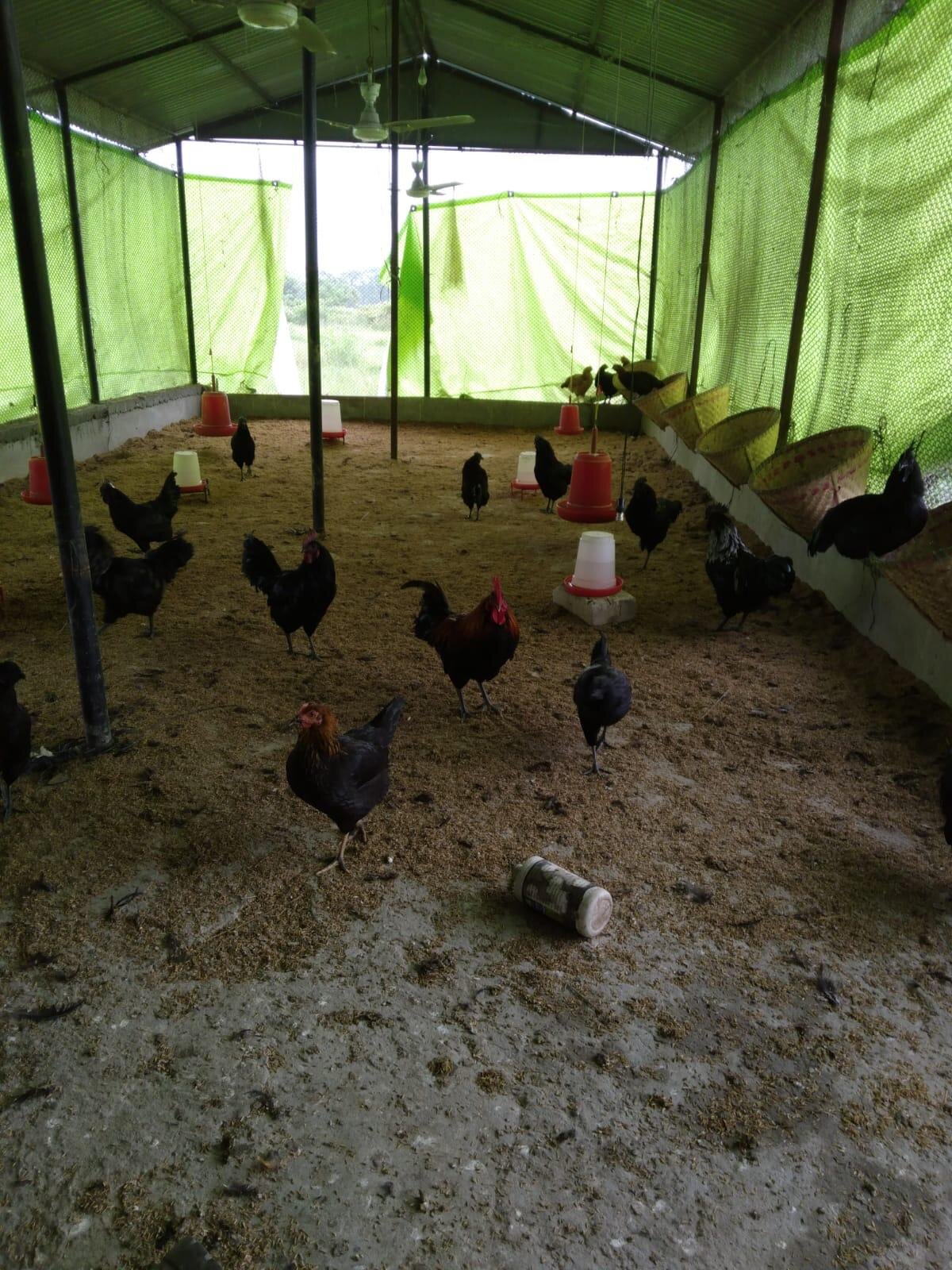 Chicken farm 2.jpeg