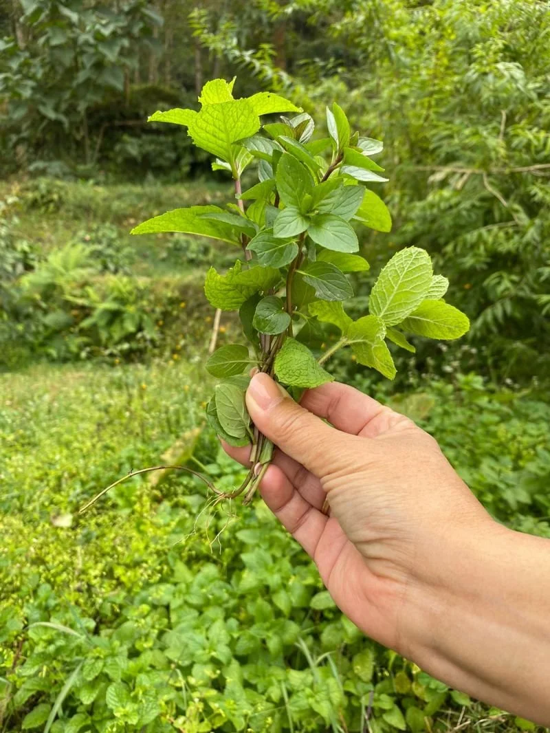 Triodos Foundation: Our New Sponsor!