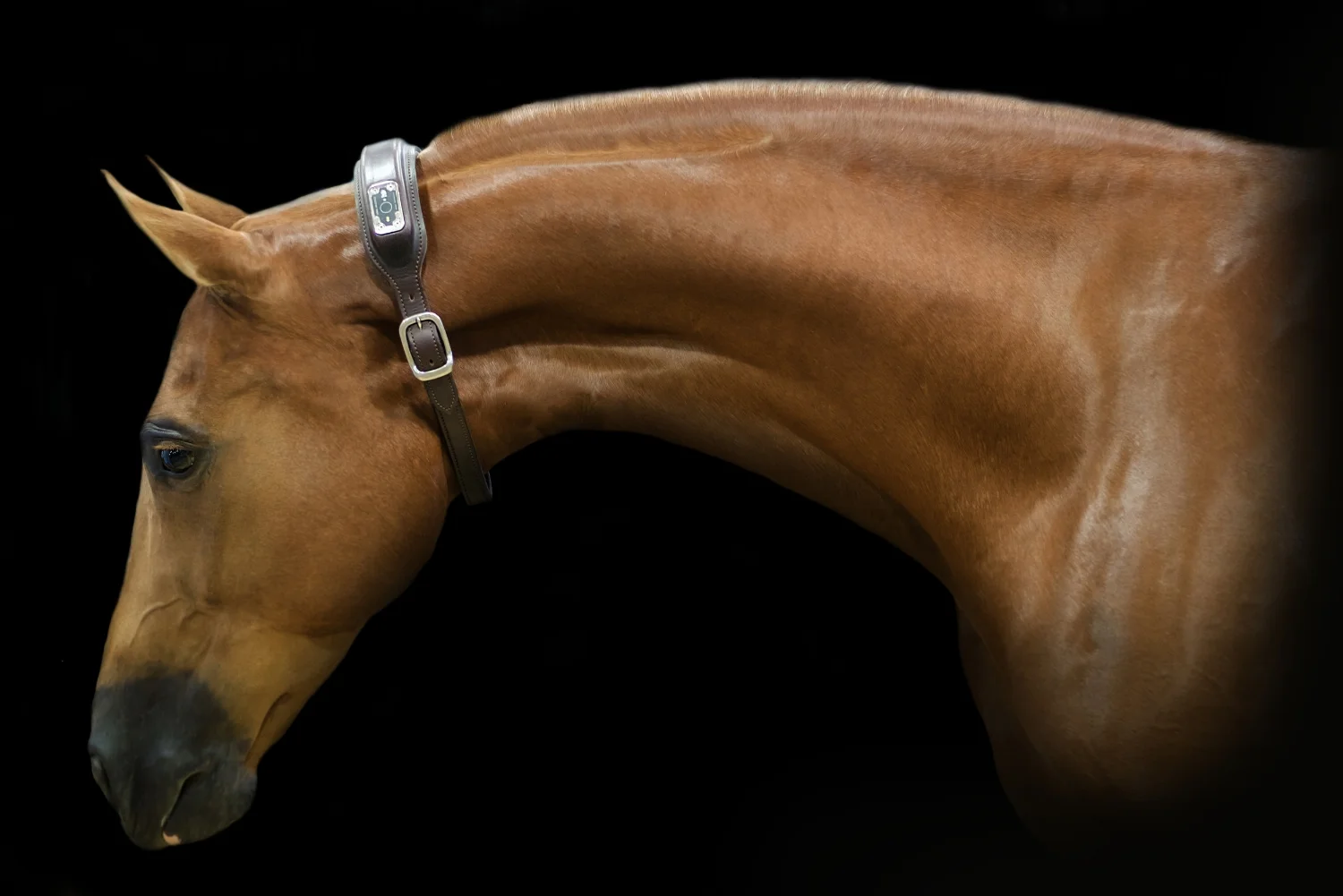 NIGHTWATCH is also available in a safety collar.