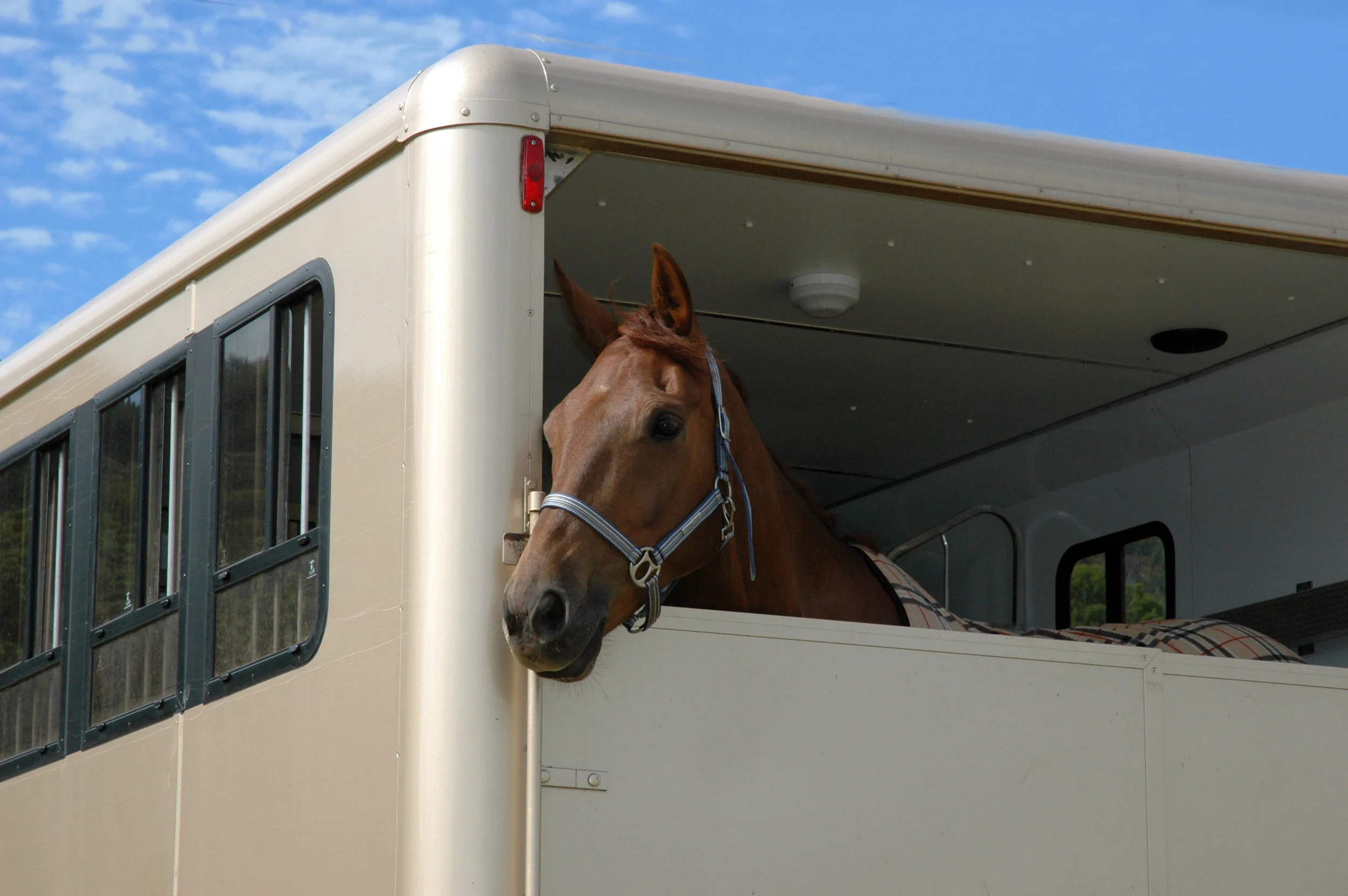 EQUO – The Future of Horse Transport is Now