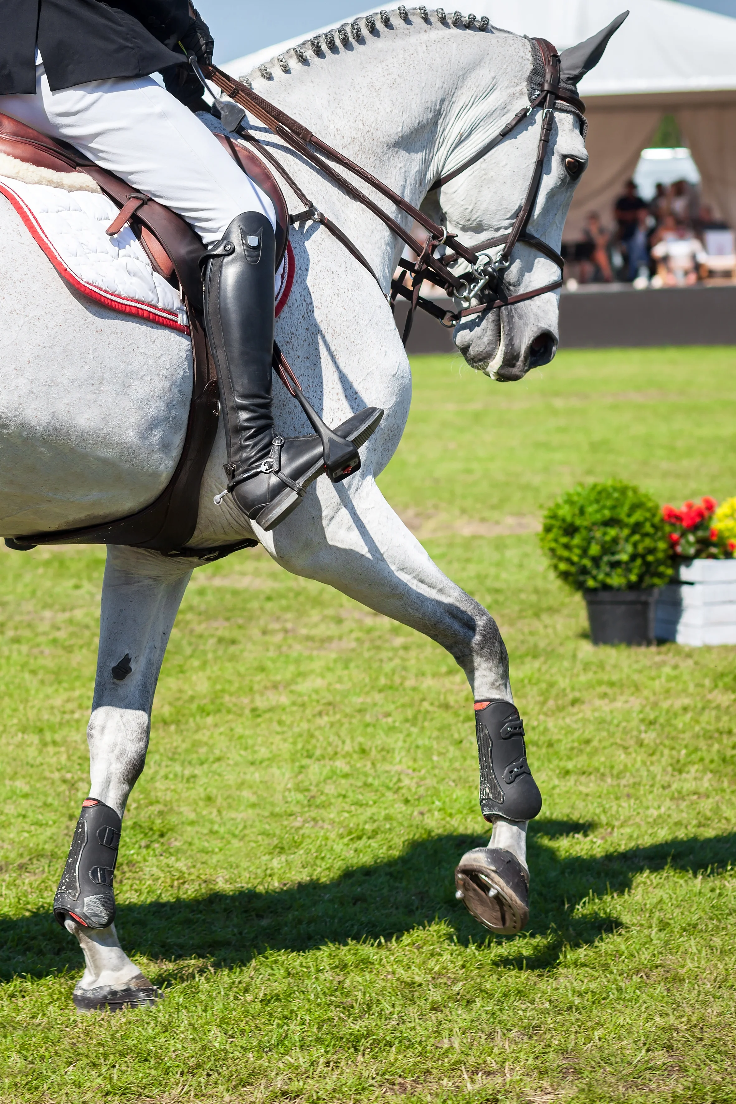 HOOFSTEP: Advancing your Horse’s Health through AI 