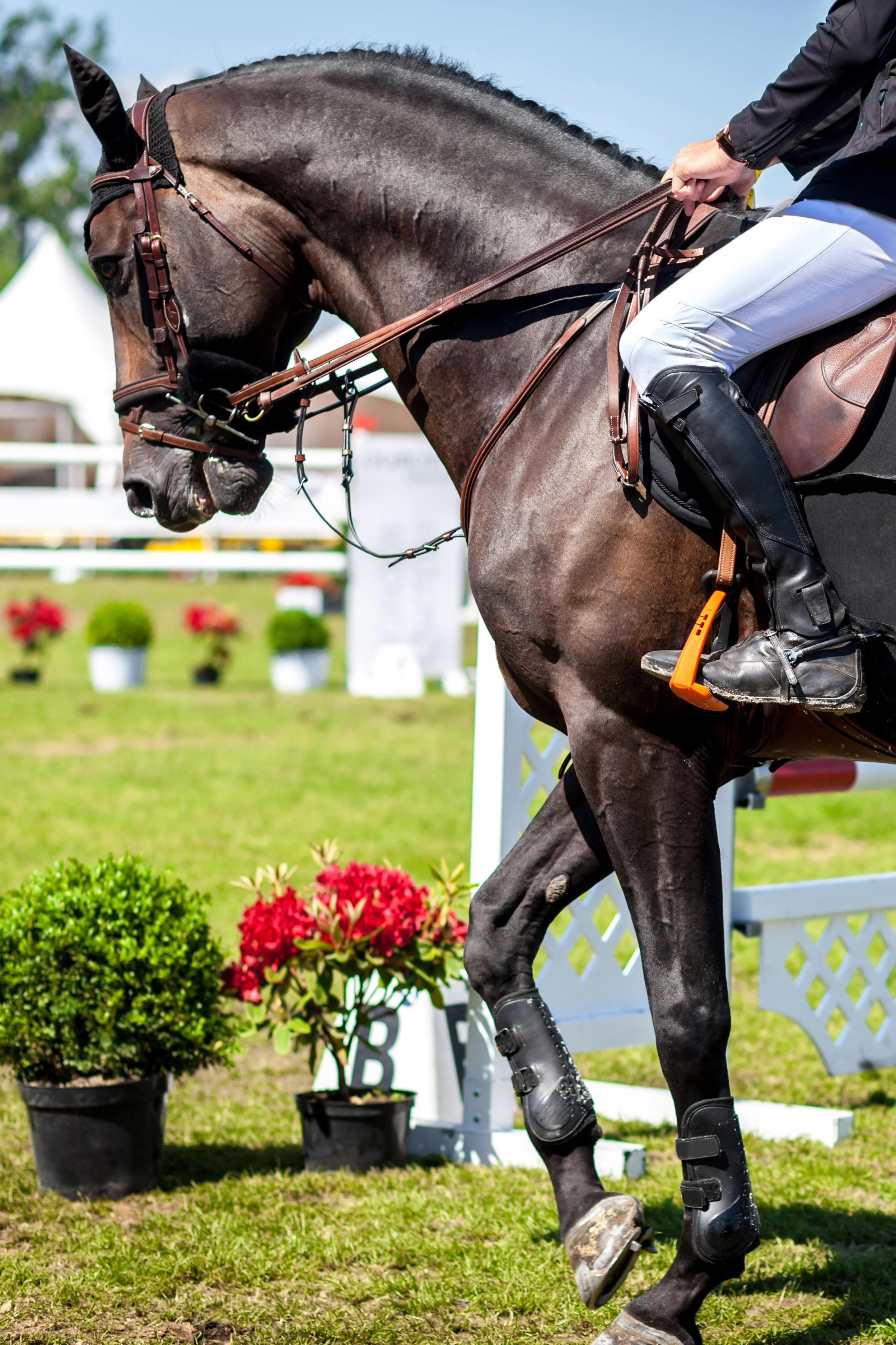 TTE Advisory Board: Tech Enabled Horse Shows