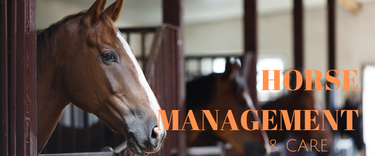 Blog The Tech Equestrian