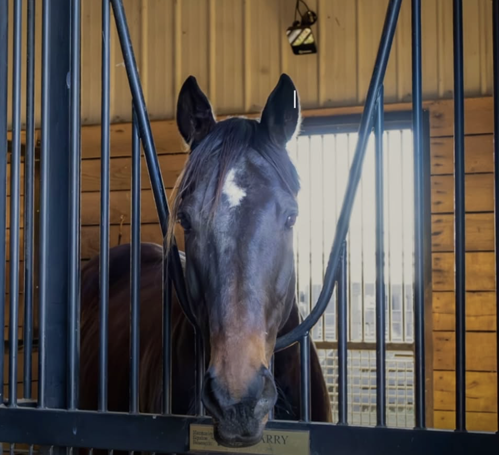 HORCERY: Smarter Safety and Monitoring for your Horse