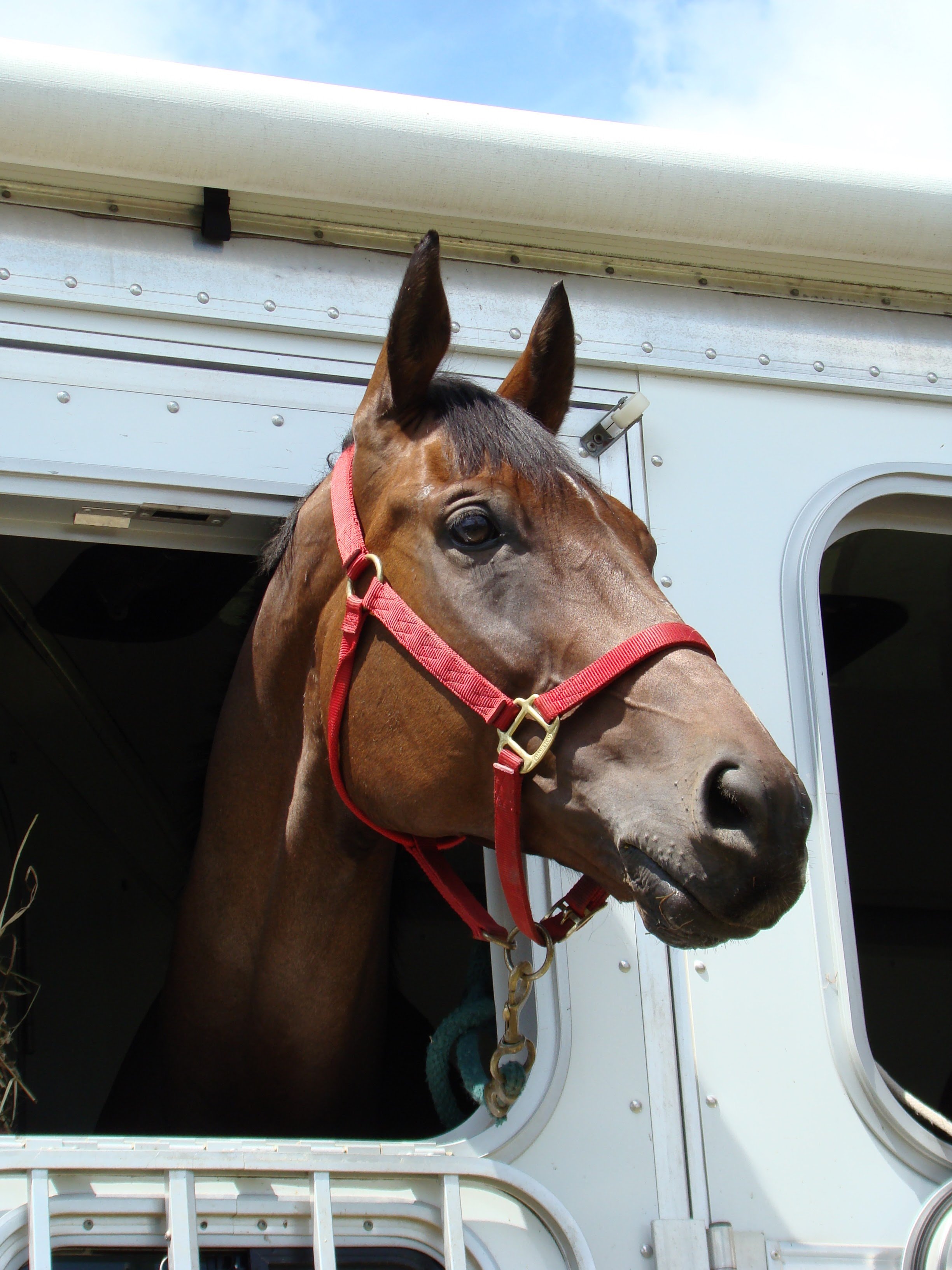 MOVE.HORSE: A New Era in Modern Horse Transport