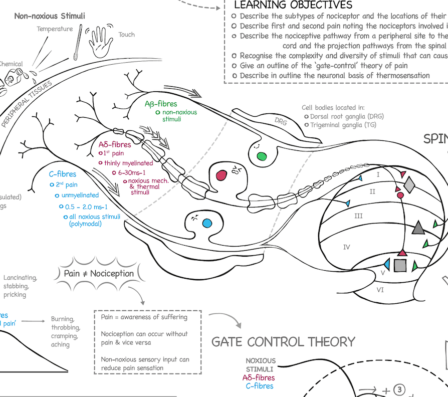 NEUROLOGY SKETCHNOTES