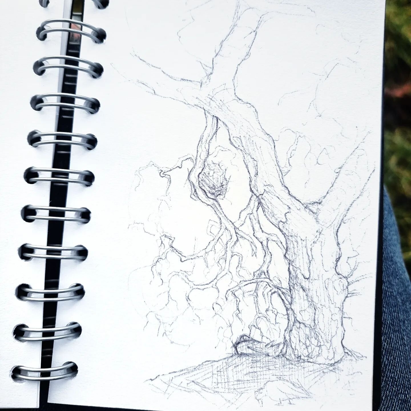 There are so many charismatic trees in the local park that it can be tough to decide where to stop and draw. This one has the distinction of always having the ducks pootering around underneath it 🦆

Ballpoint pen on cartridge paper. Swipe for warm-u