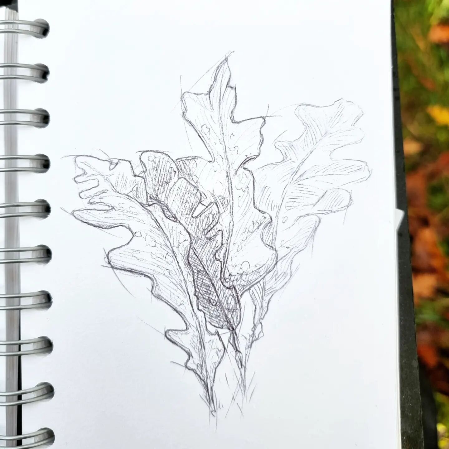 Oak leaves from last autumn. 

Ballpoint pen on cartridge paper.

🍂 Have been procrastinating posting this page all winter thinking &quot;it's cool it was only autumn last week&quot; which still feels true almost 2 weeks into January of course!

#sc