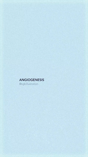 27_Angiogenesis_2_AdobeExpress.gif