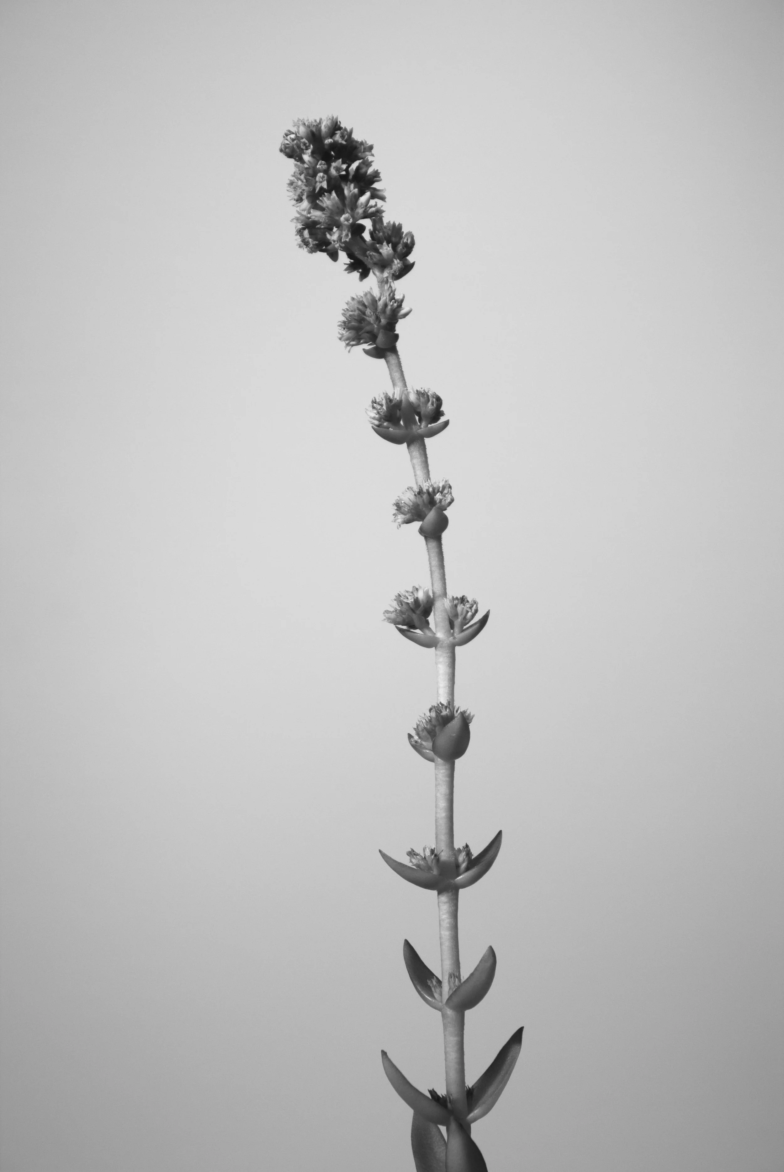 diddens-species_20997318603_o.jpg