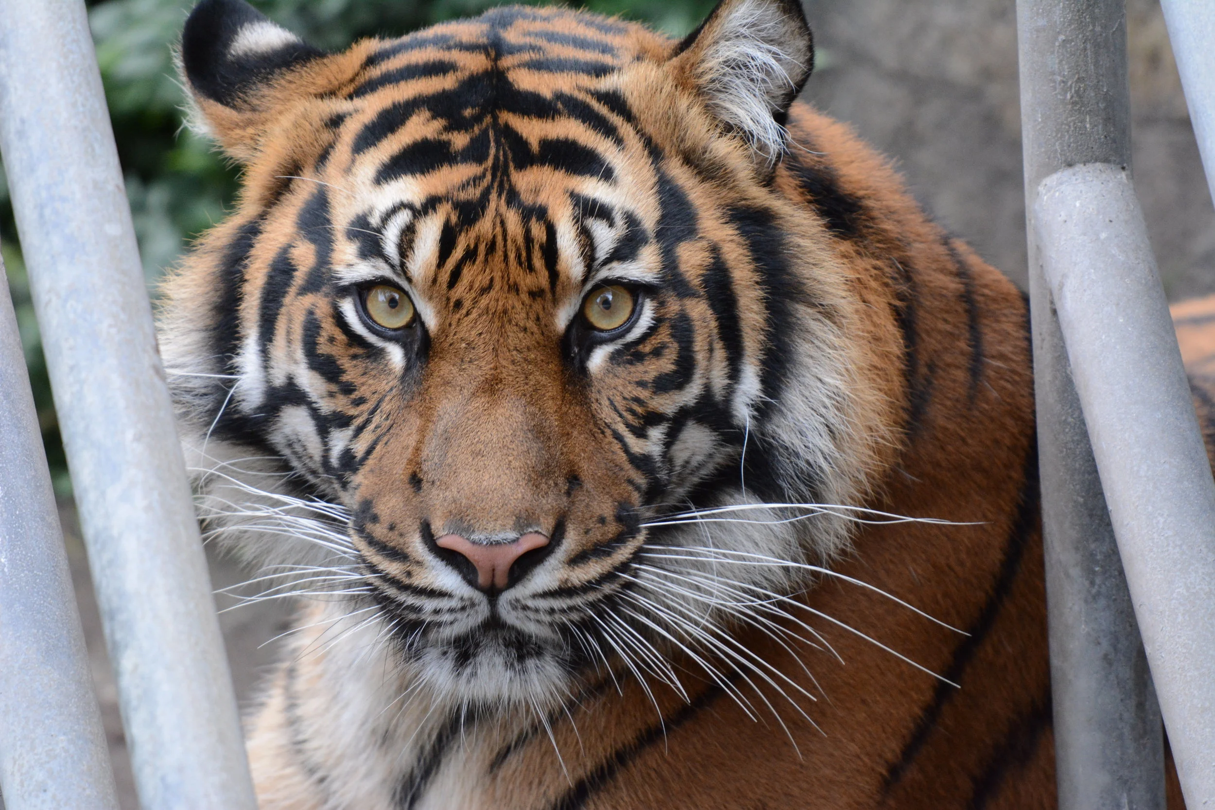 dsc_4257_21897257869_o.jpg