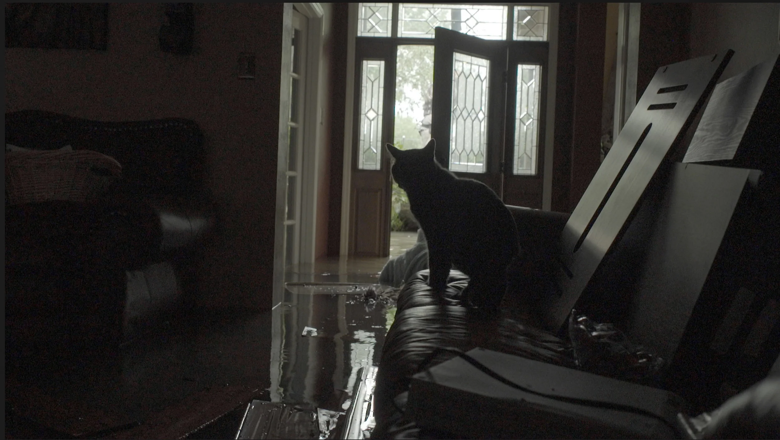 A frame grab of the cat after I had moved it to the living room couch.