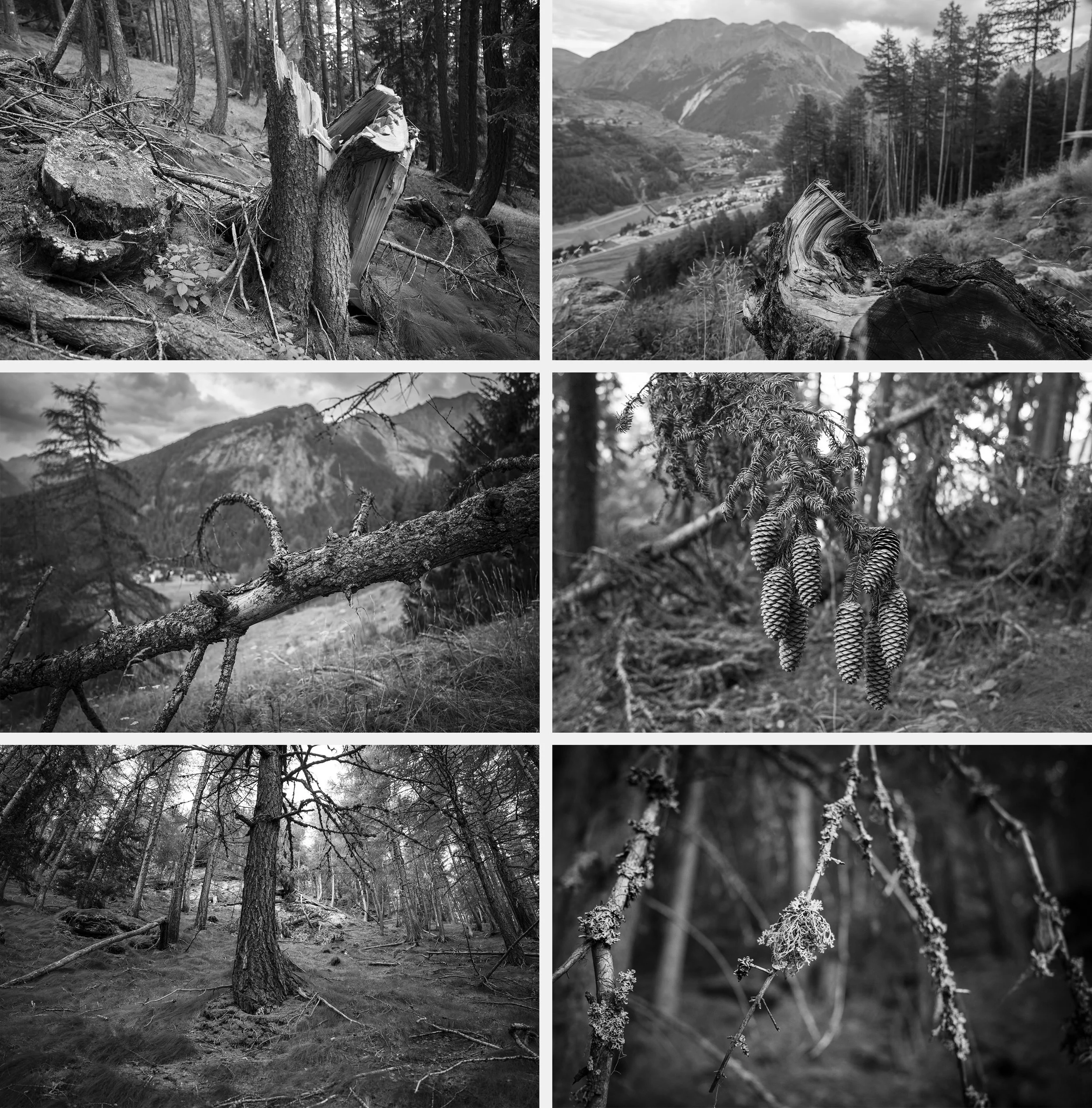 Felled and sick pine trees on the way to Punta Pousset. Because of increased temperatures the Alps have seen an increase in pine beetles that have eaten into the pines, killing them. Drought has also increased the risk of forest fires and killed trees because of lack of water.