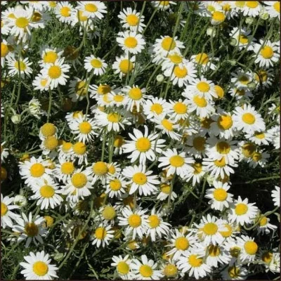 Roman Chamomile made up primarily of Esters such as 4-Methylamyl angelate, Isoamyl tiglate, Isobutyl angelate