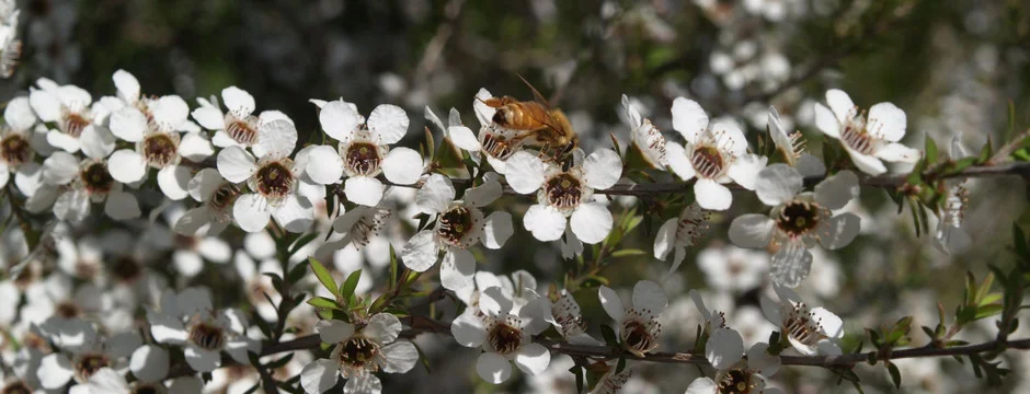 manuka-tree.jpg