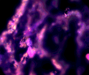   Leaders in True Spatial Sequencing  