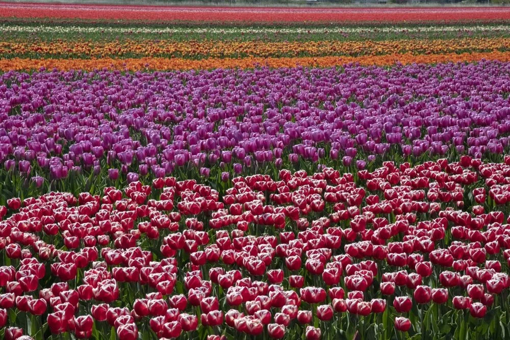 The Netherlands