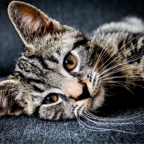 Cat on upholstery.jpeg