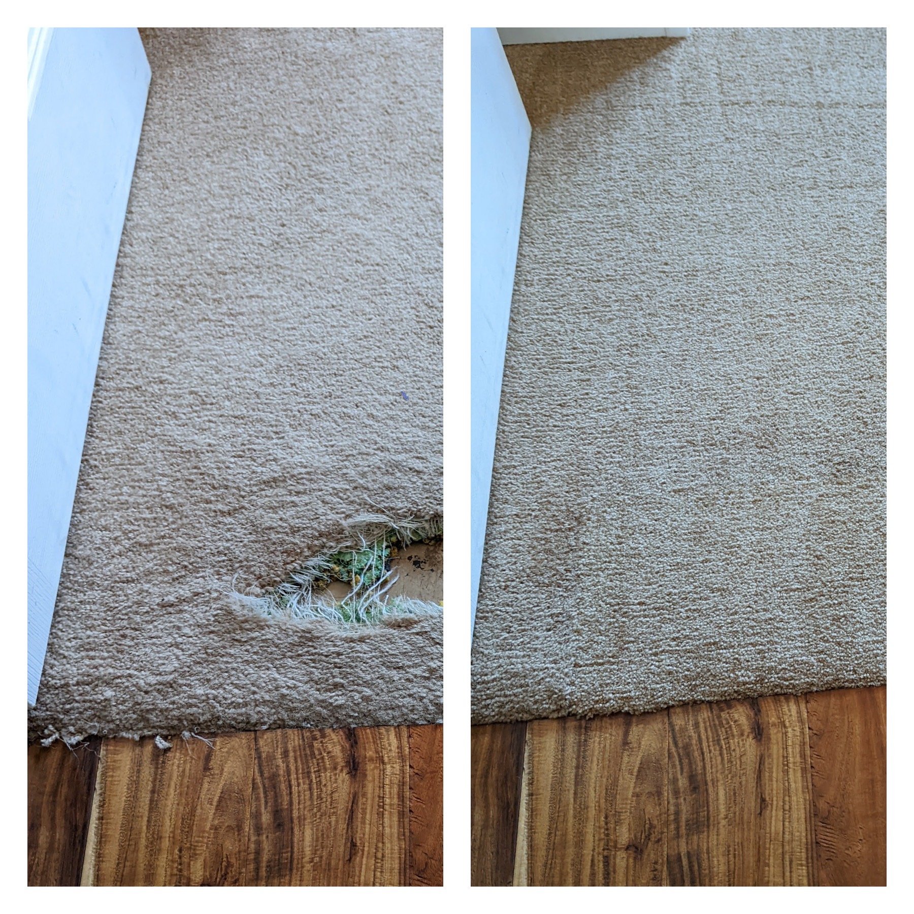 Carpet repair before & after .JPG