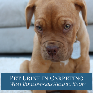 Pet Urine in Carpeting: A Homeowner’s Complete Guide