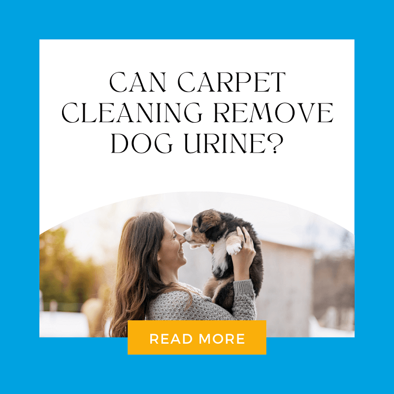 Can carpet cleaning remove dog urine? — Pioneer Carpet Cleaners