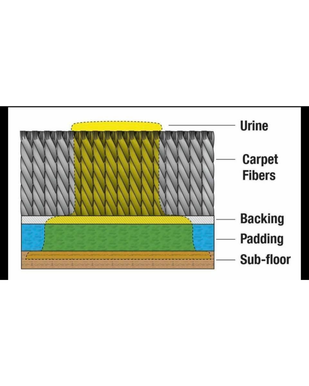 Pet urine can penetrate through the carpet backing, into the padding and subfloor, which cannot be addressed with a standard carpet cleaning appointment.