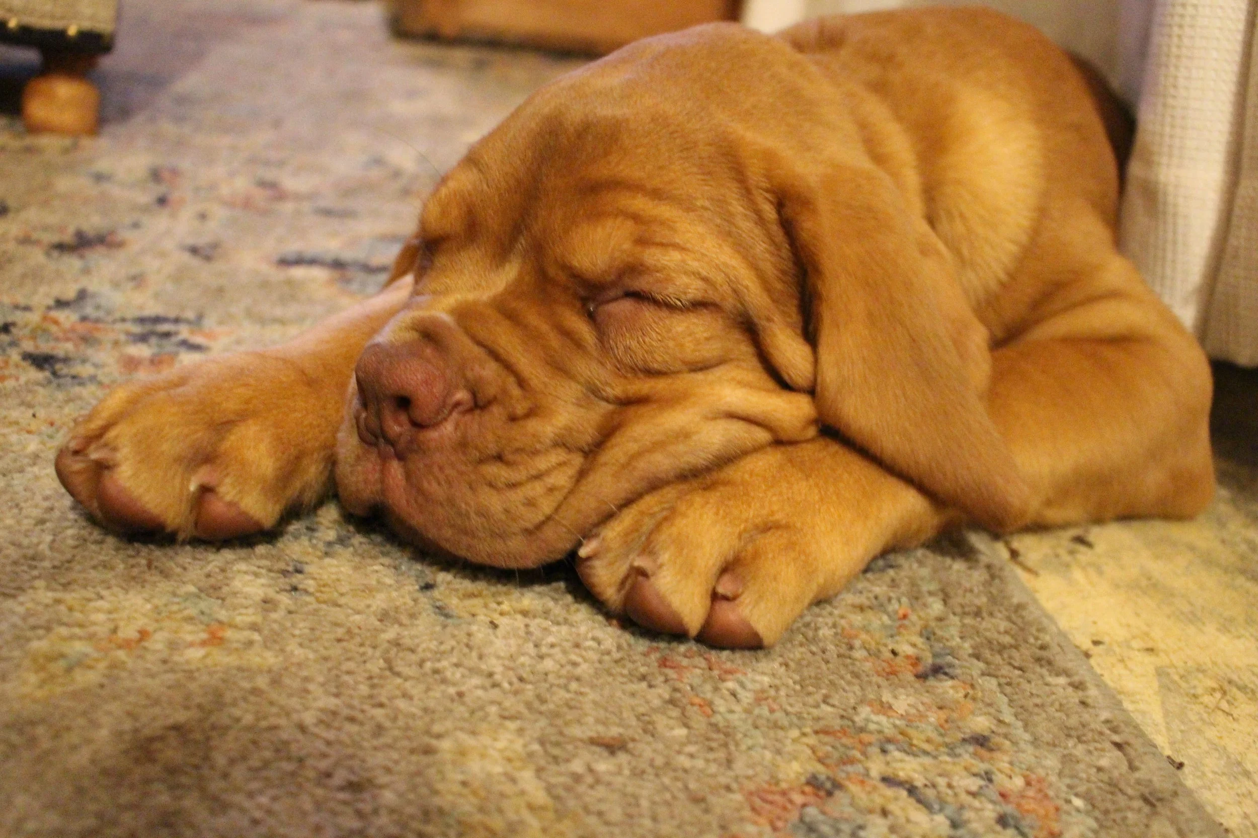 Pet urine odor removal guide for homeowners (carpet and padding contamination)