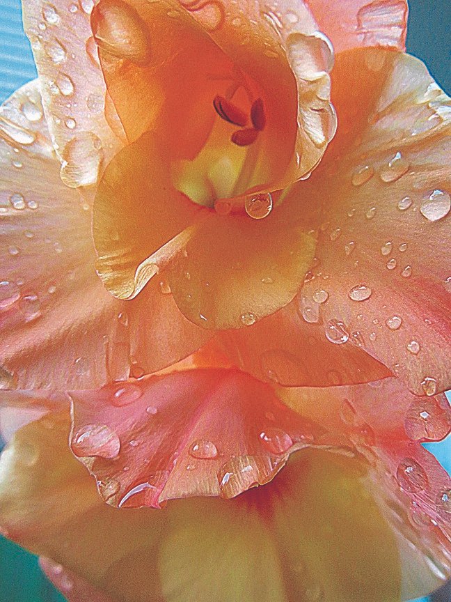 new close up flower with water doran marold.jpg