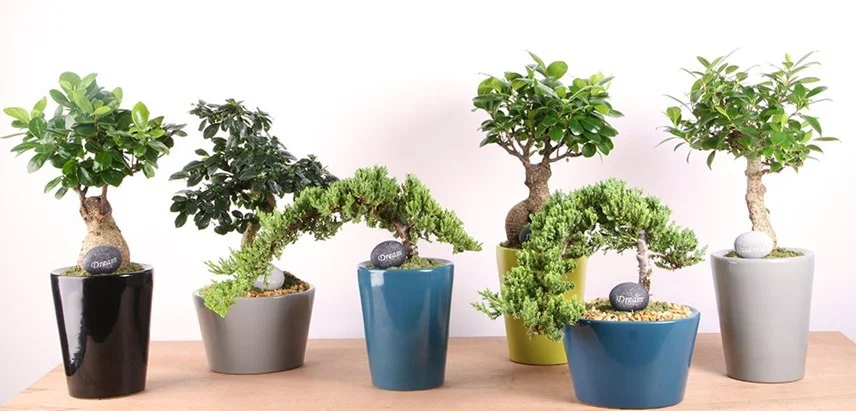 bonsai.jpg