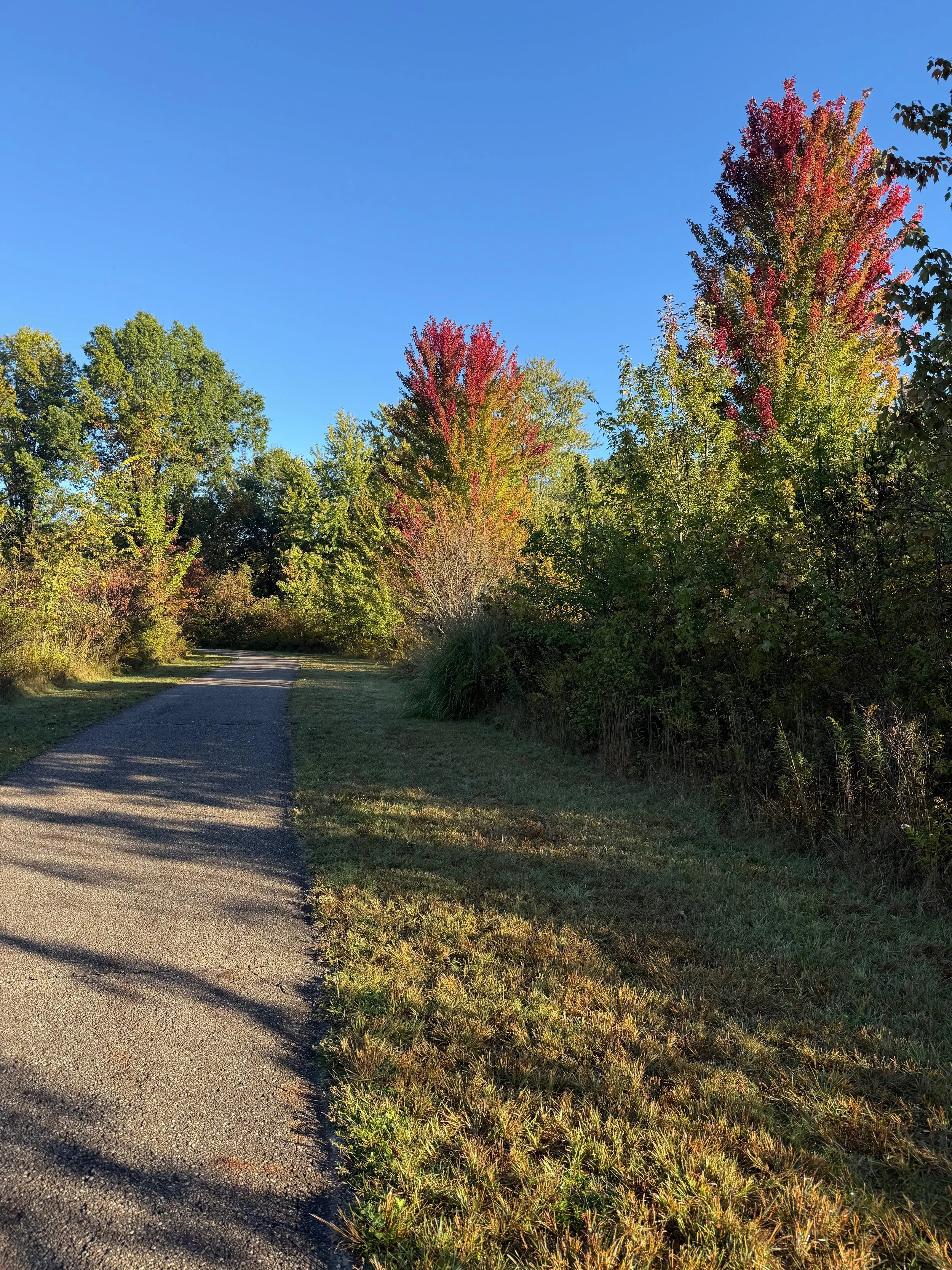 Leaves just beginning to turn red, in early autumn along a path. Image by Lynette Kreidler