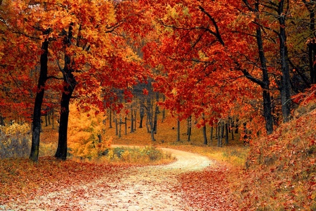 red autumn forest path