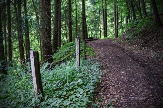 path in the woods