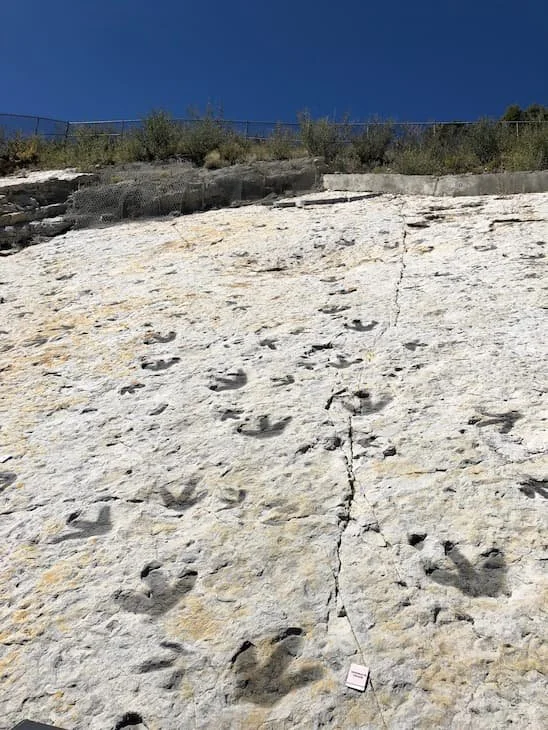 Your Trauma Response Is Having a Tantrum (And That's Actually Good News)