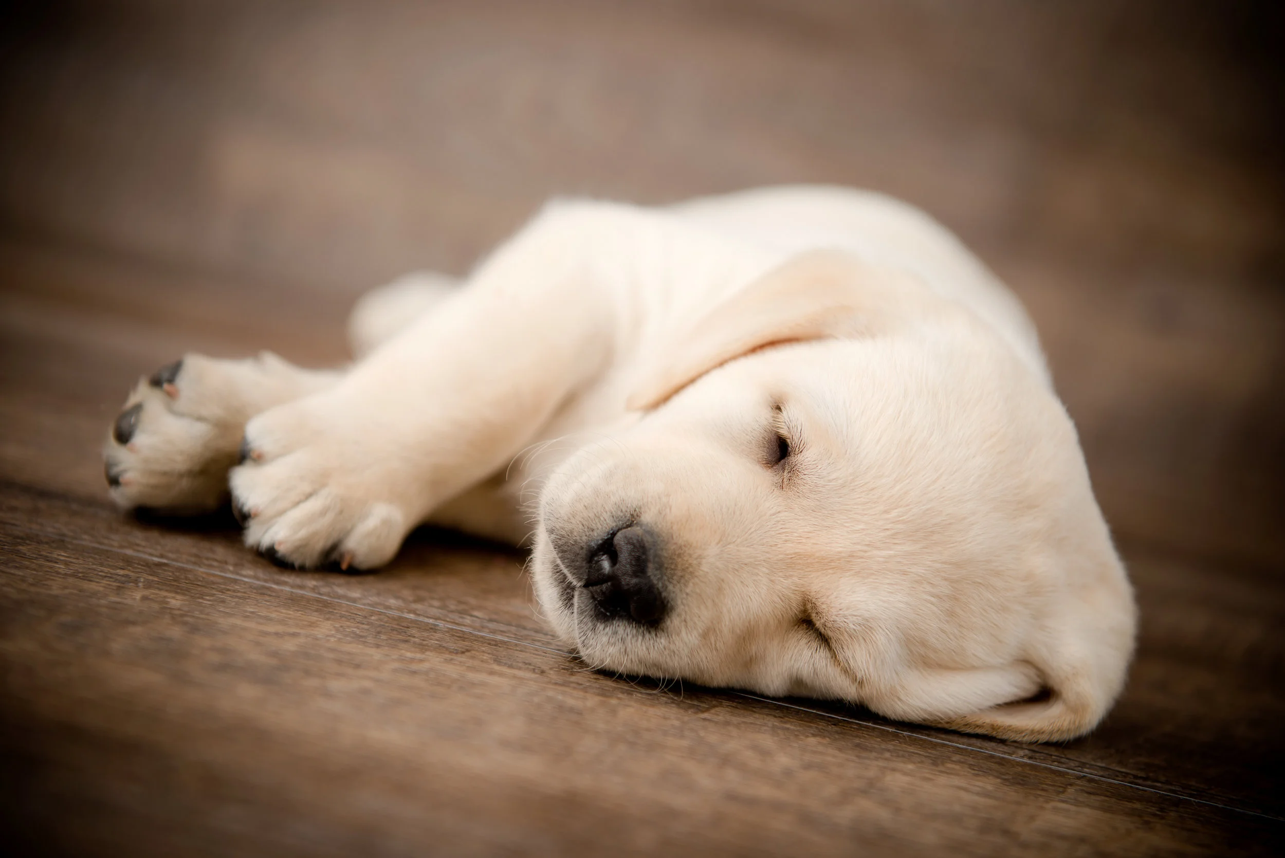 Puppies in the Studio