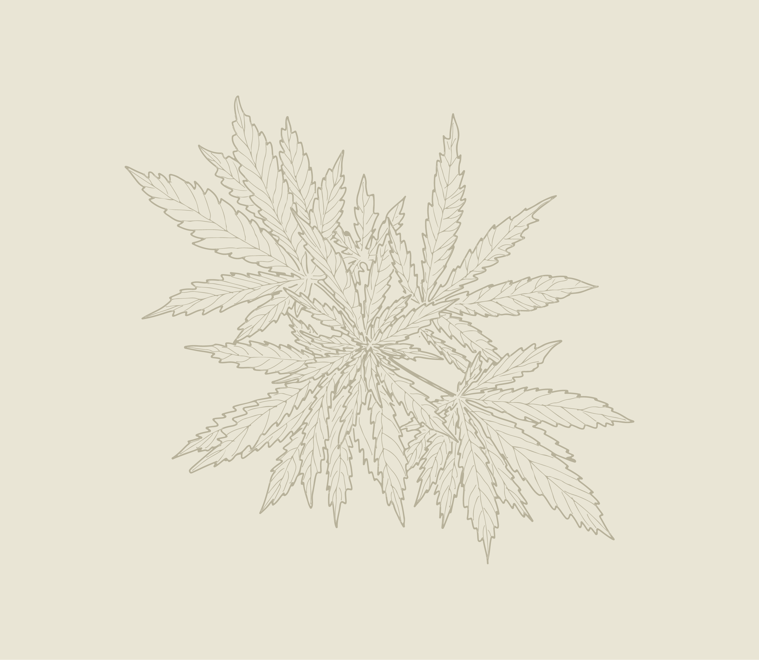 Catalyst Cannabis Company Recreational Dispensary Muldoon