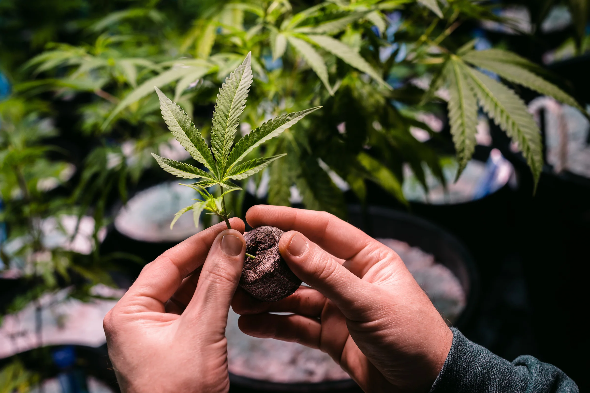 — Catalyst Cannabis Co.