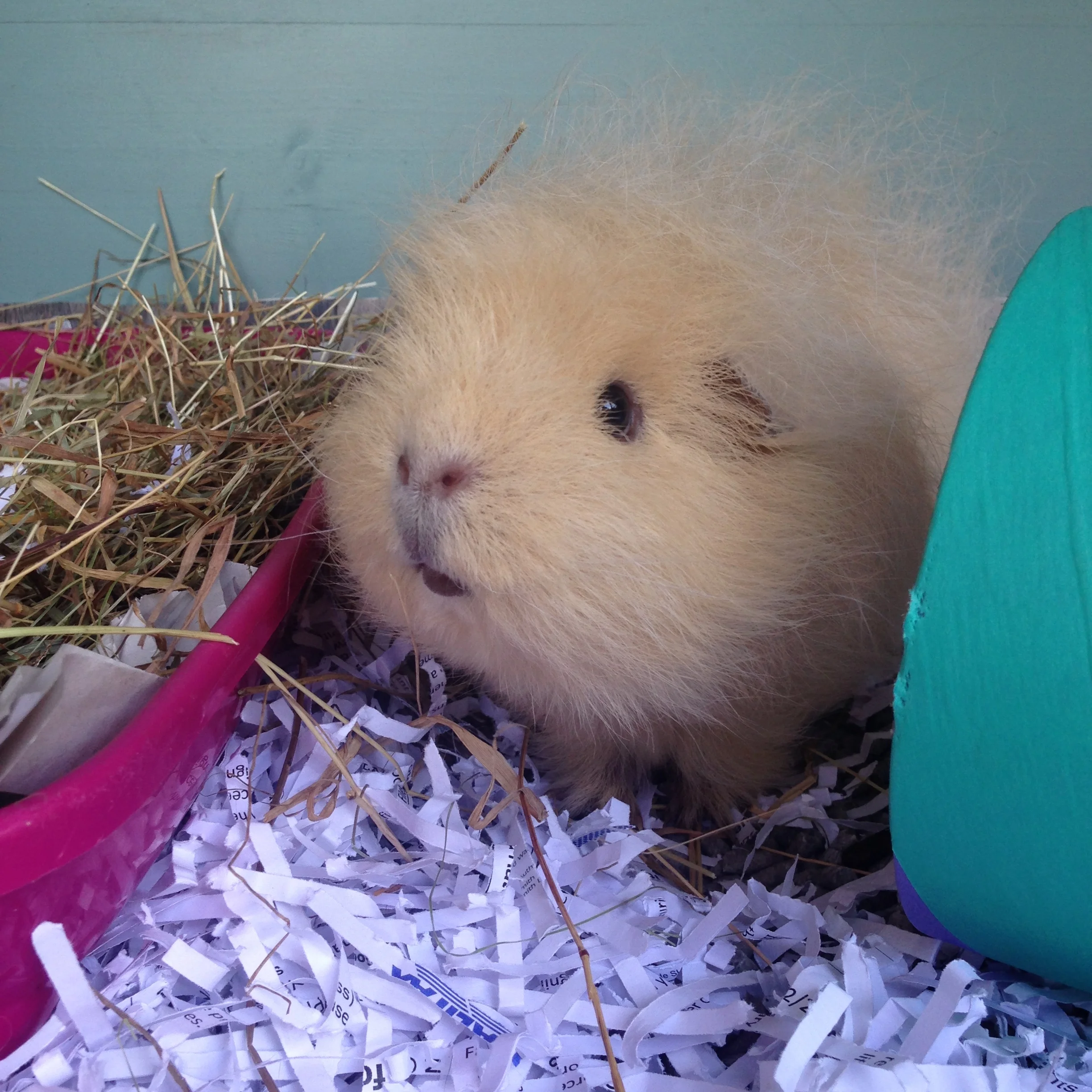 parson russell terrier border collie mix