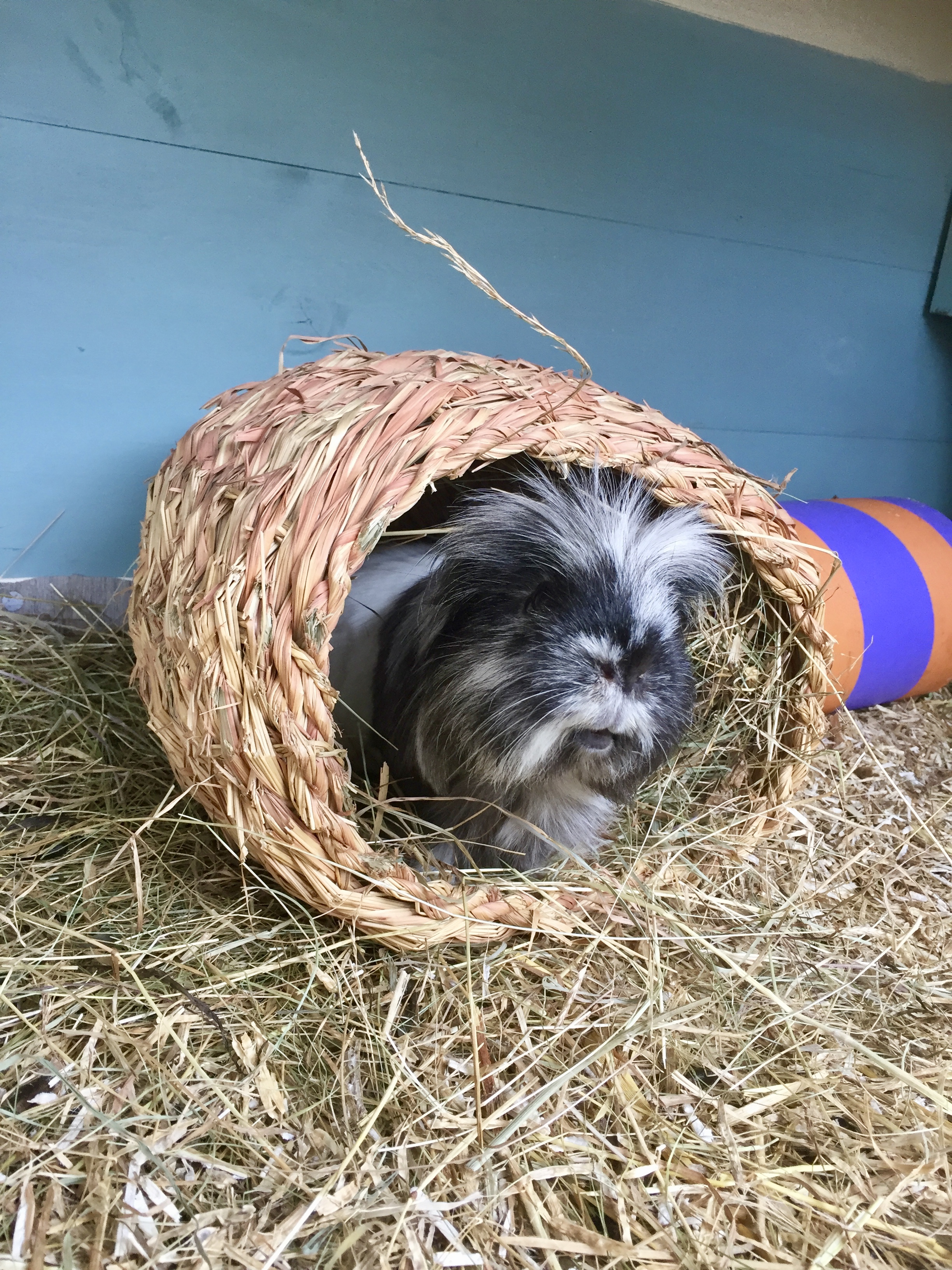 Guinea pig in a grassy nest, in one of our hutches