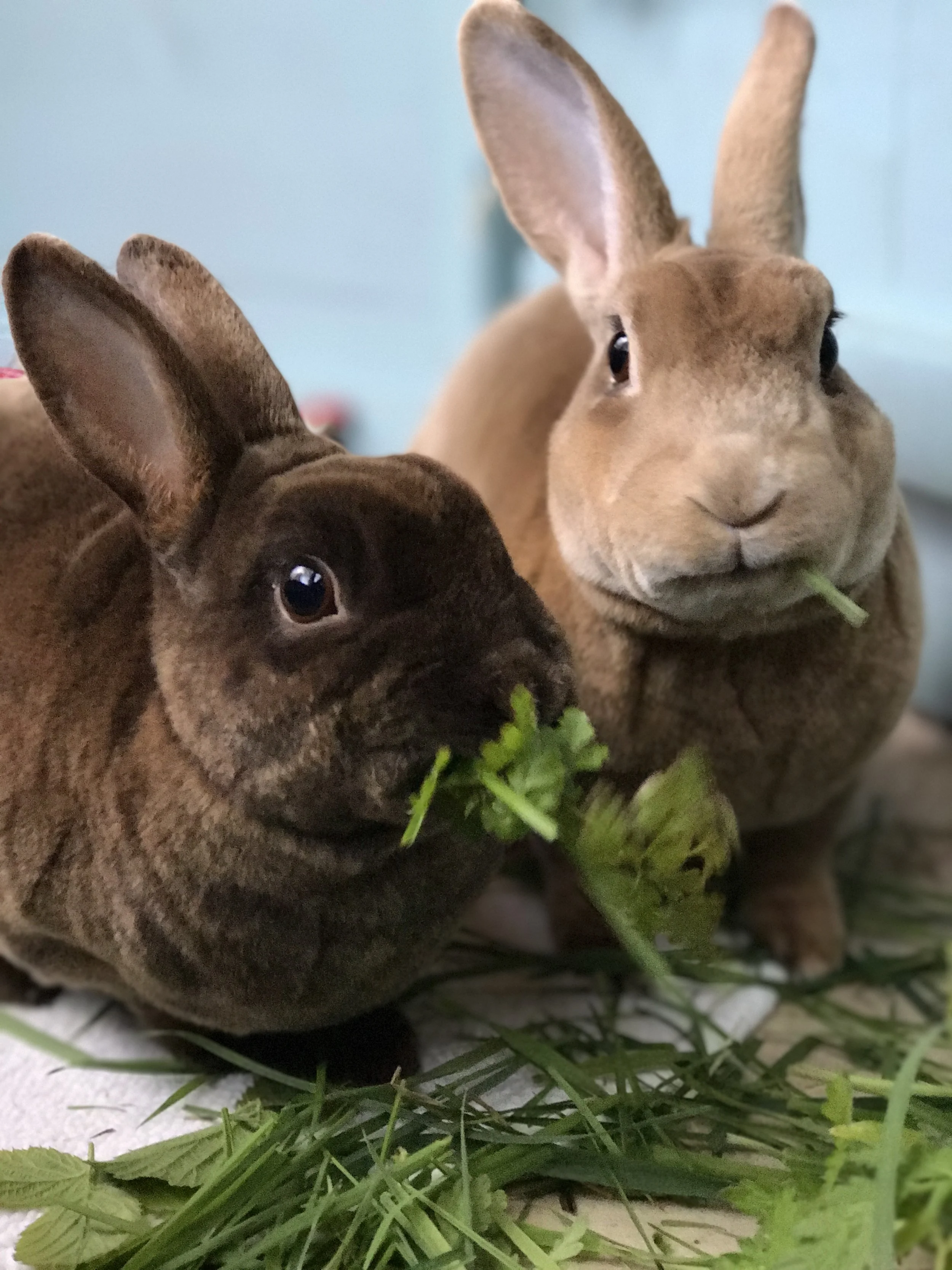 Rabbit Getting Paws Little New \u2014 4 Pet A Care