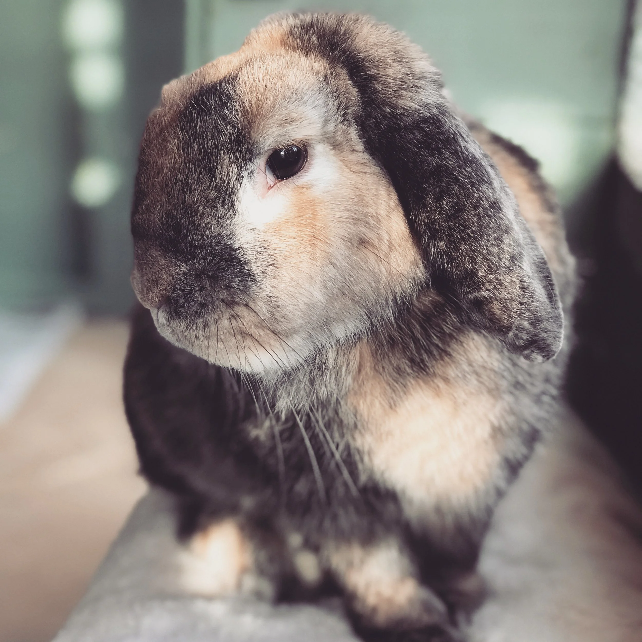 rabbit boarding prices