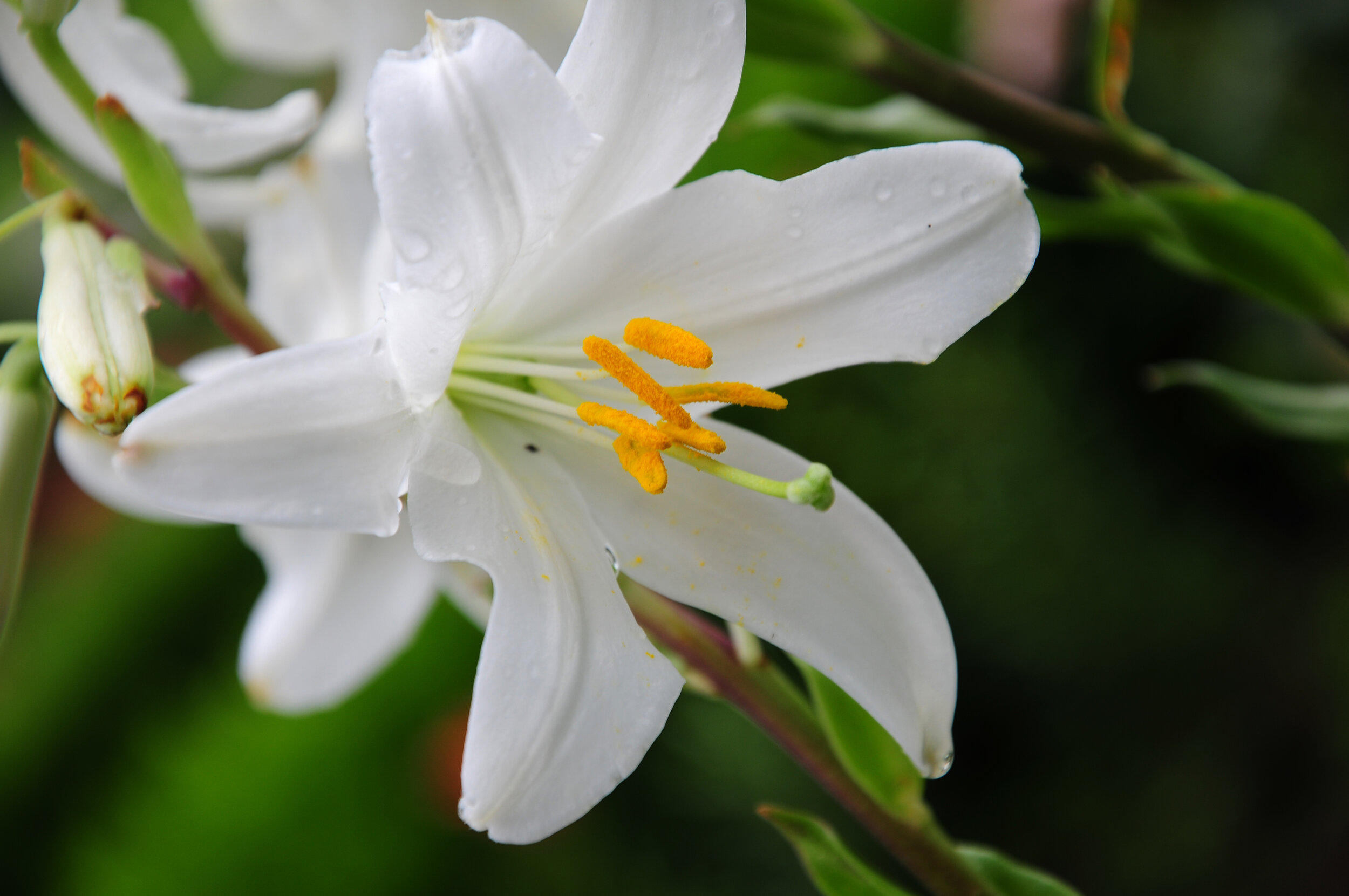 easter lily toxicity dogs